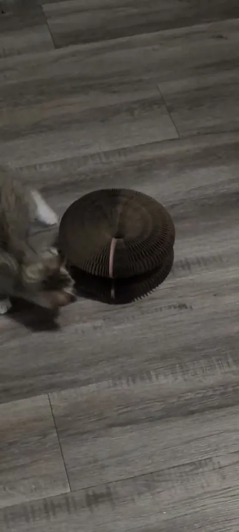 Customer video of a cat playing with Kitty Kurlz
