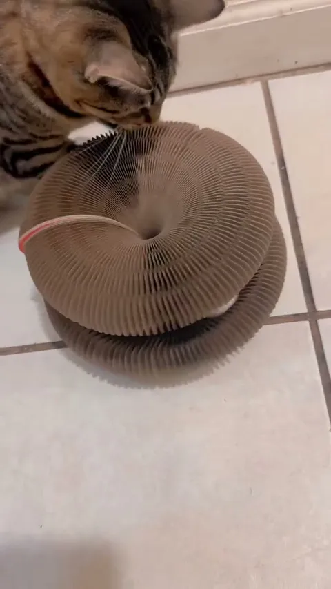 Customer video of a cat playing with Kitty Kurlz