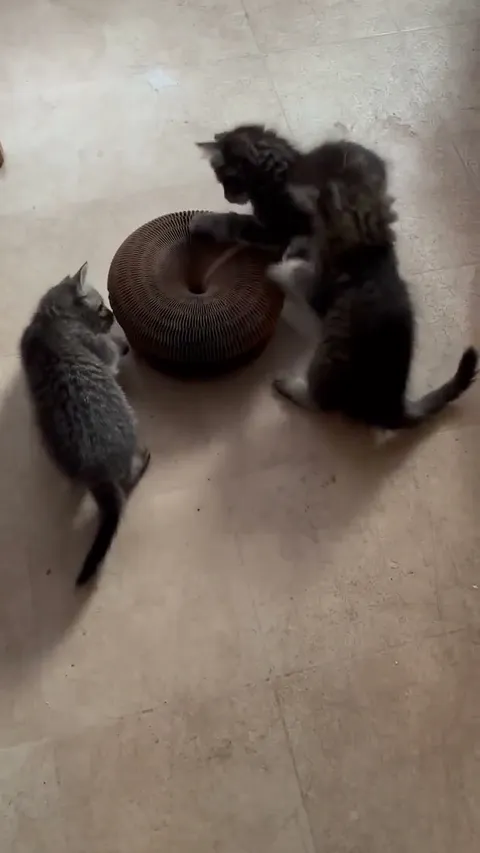 Customer video of a cat playing with Kitty Kurlz