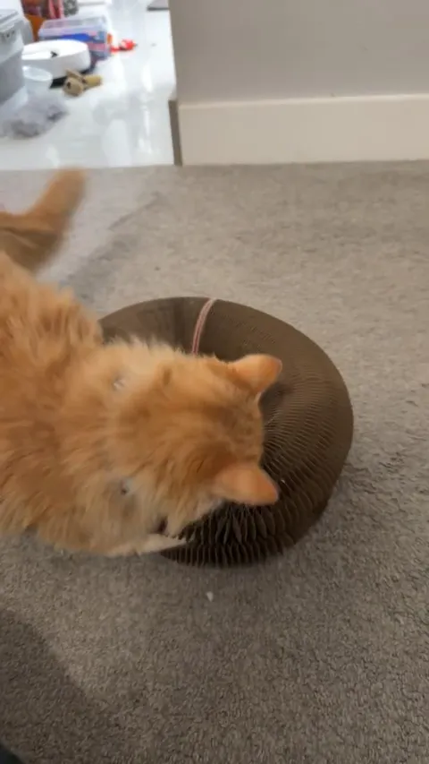 Customer video of a cat playing with Kitty Kurlz
