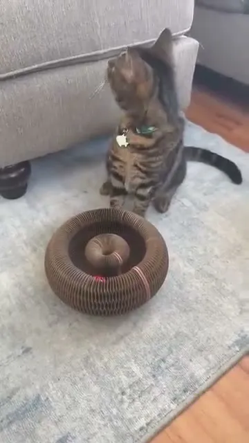Customer video of a cat playing with Kitty Kurlz