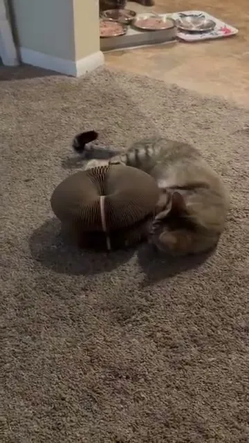 Customer video of a cat playing with Kitty Kurlz