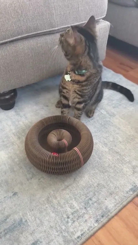 Customer video of a cat playing with Kitty Kurlz