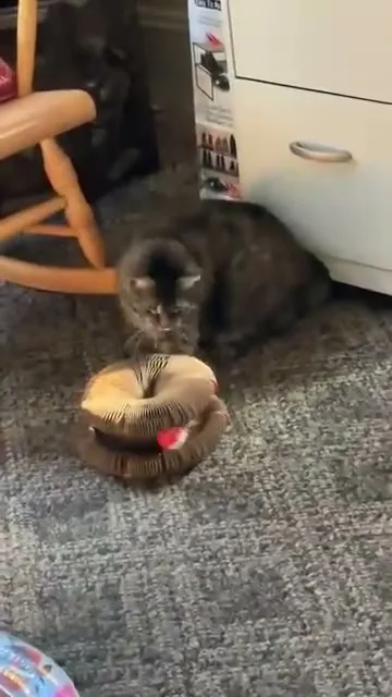 Customer video of a cat playing with Kitty Kurlz