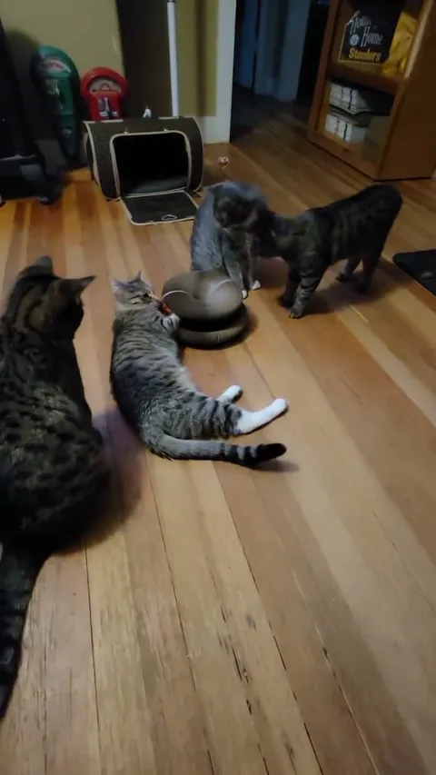 Customer video of a cat playing with Kitty Kurlz