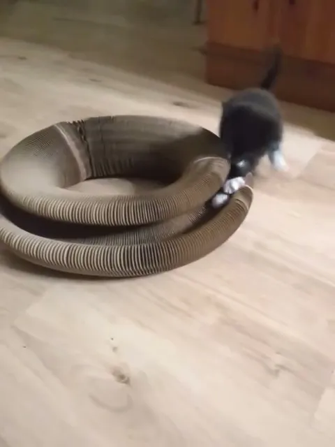 Customer video of a cat playing with Kitty Kurlz