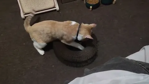 Customer video of a cat playing with Kitty Kurlz