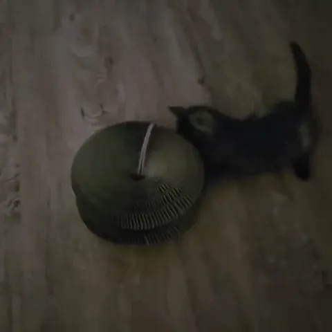 Customer video of a cat playing with Kitty Kurlz