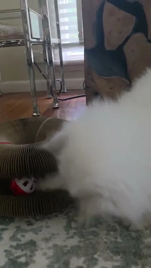 Customer video of a cat playing with Kitty Kurlz
