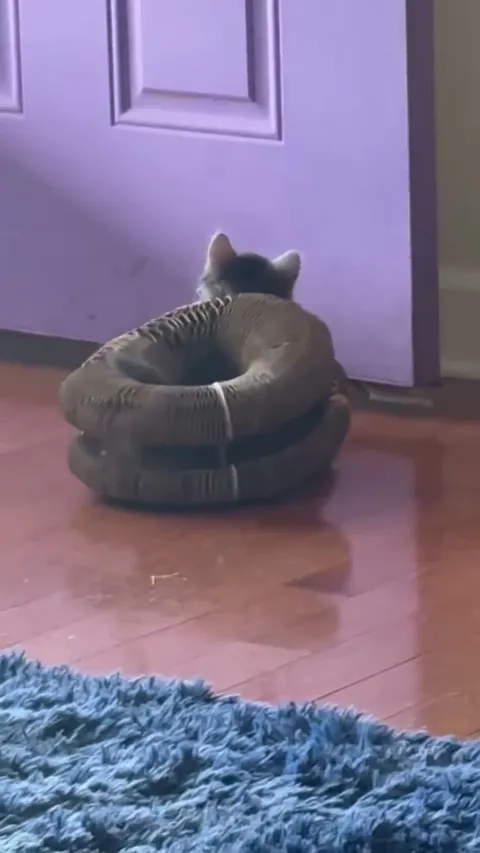 Customer video of a cat playing with Kitty Kurlz