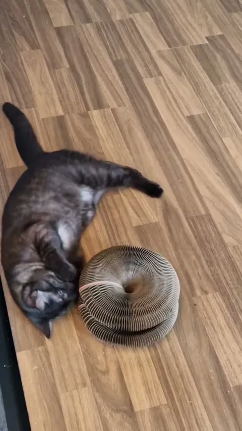 Customer video of a cat playing with Kitty Kurlz