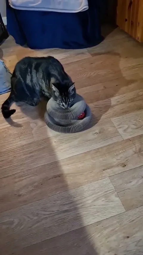 Customer video of a cat playing with Kitty Kurlz