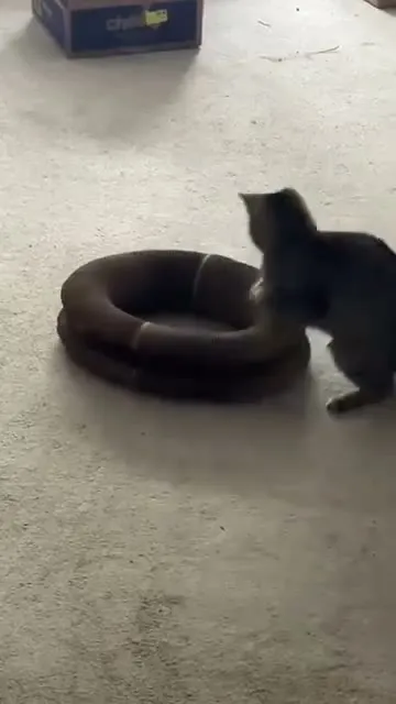 Customer video of a cat playing with Kitty Kurlz