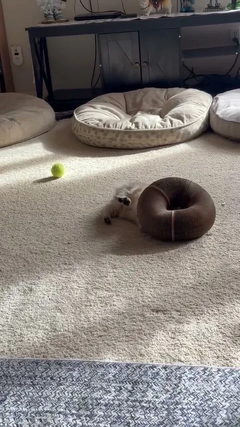 Customer video of a cat playing with Kitty Kurlz