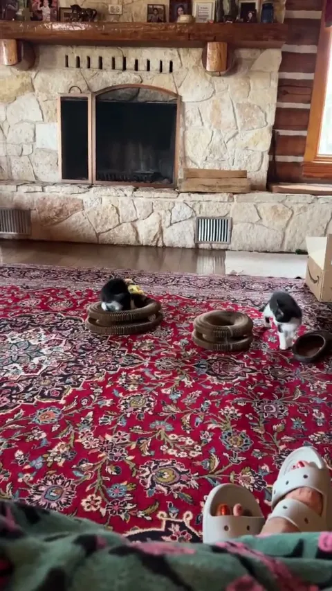 Customer video of a cat playing with Kitty Kurlz