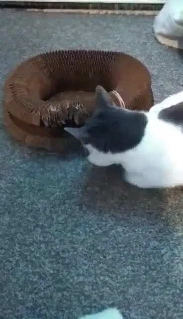 Customer video of a cat playing with Kitty Kurlz