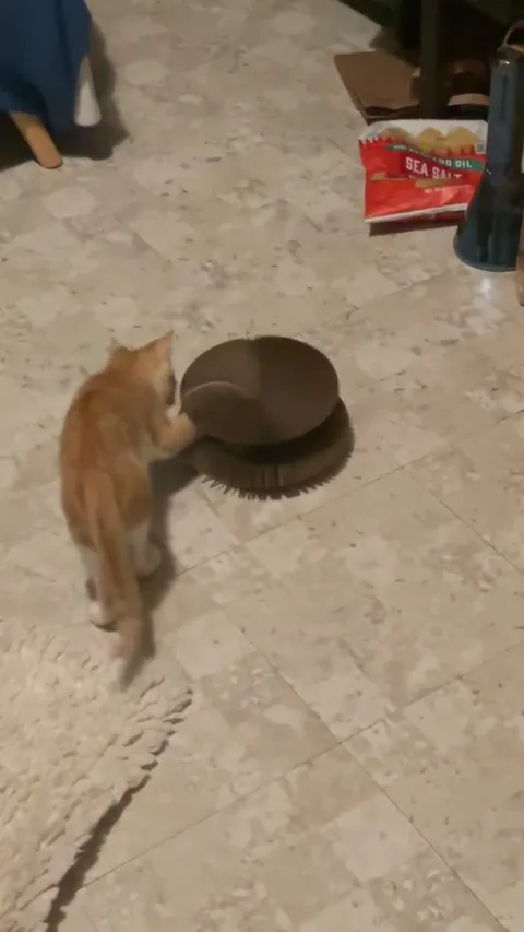 Customer video of a cat playing with Kitty Kurlz