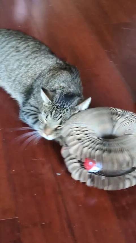 Customer video of a cat playing with Kitty Kurlz