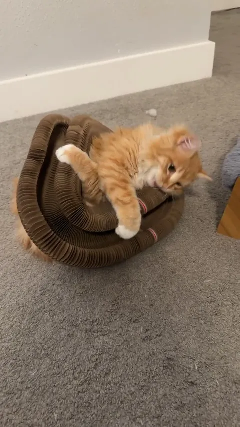 Customer video of a cat playing with Kitty Kurlz