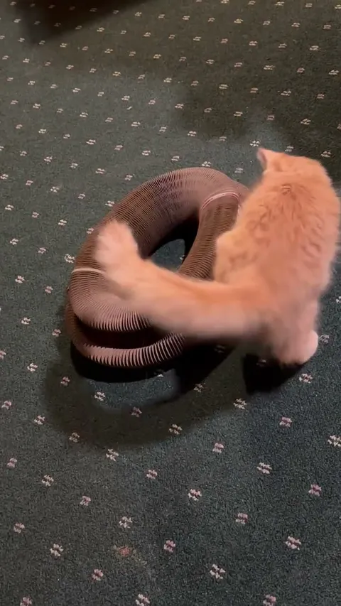 Customer video of a cat playing with Kitty Kurlz