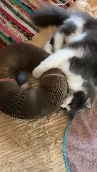Customer video of a cat playing with Kitty Kurlz
