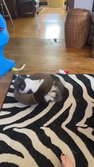Customer video of a cat playing with Kitty Kurlz