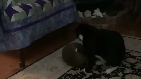 Customer video of a cat playing with Kitty Kurlz