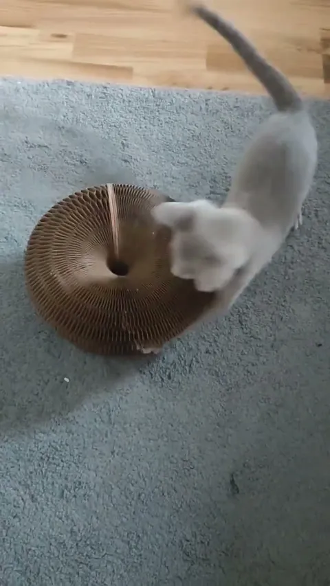 Customer video of a cat playing with Kitty Kurlz