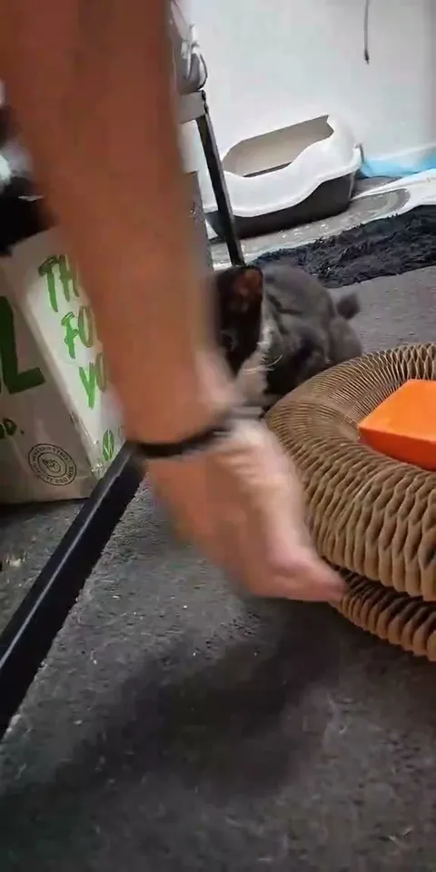 Customer video of a cat playing with Kitty Kurlz
