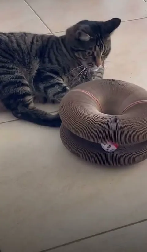 Customer video of a cat playing with Kitty Kurlz
