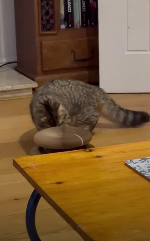 Customer video of a cat playing with Kitty Kurlz