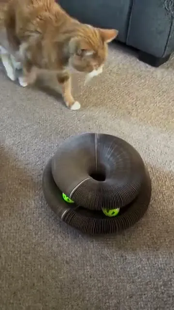 Customer video of a cat playing with Kitty Kurlz