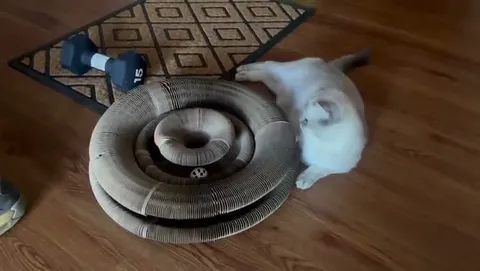 Customer video of a cat playing with Kitty Kurlz