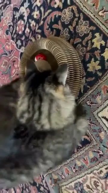 Customer video of a cat playing with Kitty Kurlz