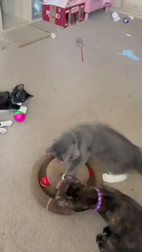 Customer video of a cat playing with Kitty Kurlz