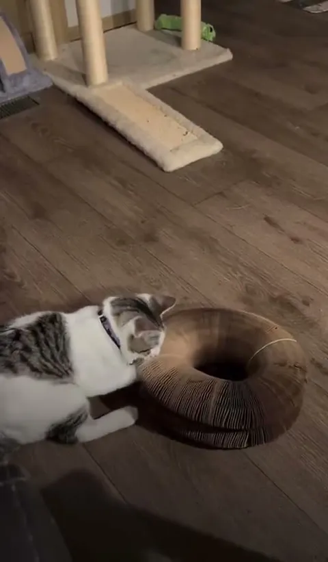 Customer video of a cat playing with Kitty Kurlz