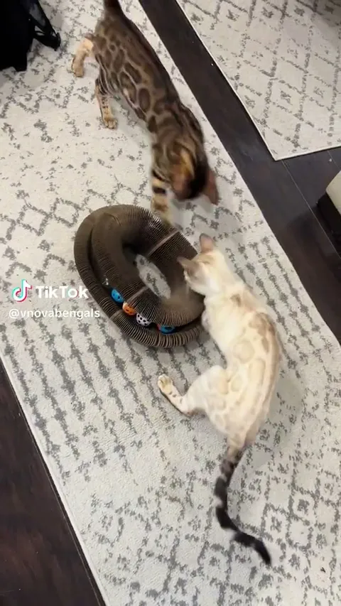 Customer video of a cat playing with Kitty Kurlz