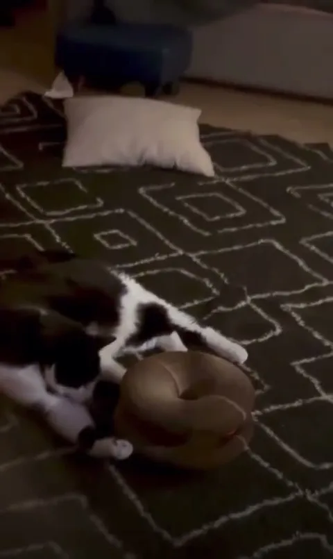 Customer video of a cat playing with Kitty Kurlz