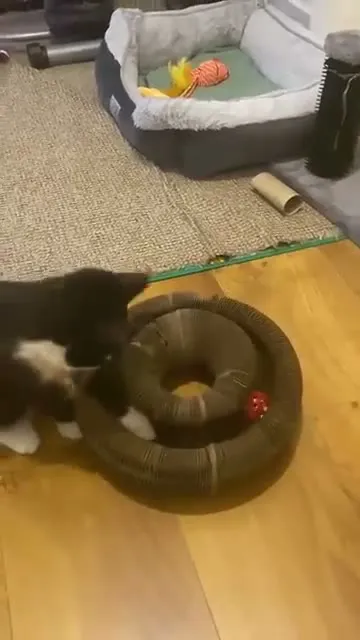 Customer video of a cat playing with Kitty Kurlz