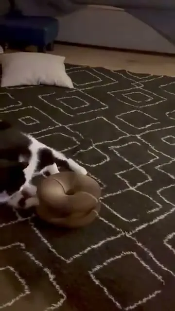 Customer video of a cat playing with Kitty Kurlz