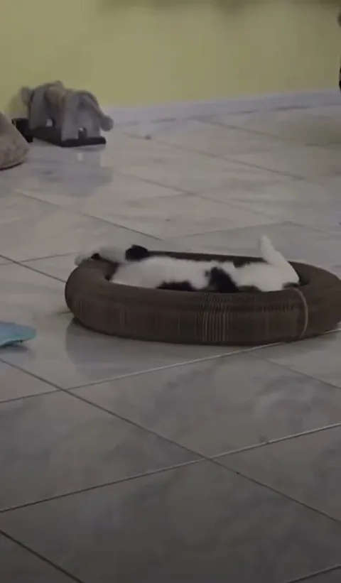 Customer video of a cat playing with Kitty Kurlz
