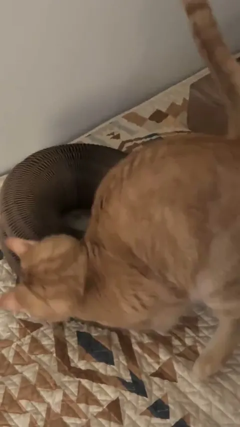 Customer video of a cat playing with Kitty Kurlz