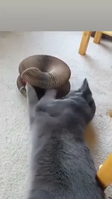 Customer video of a cat playing with Kitty Kurlz