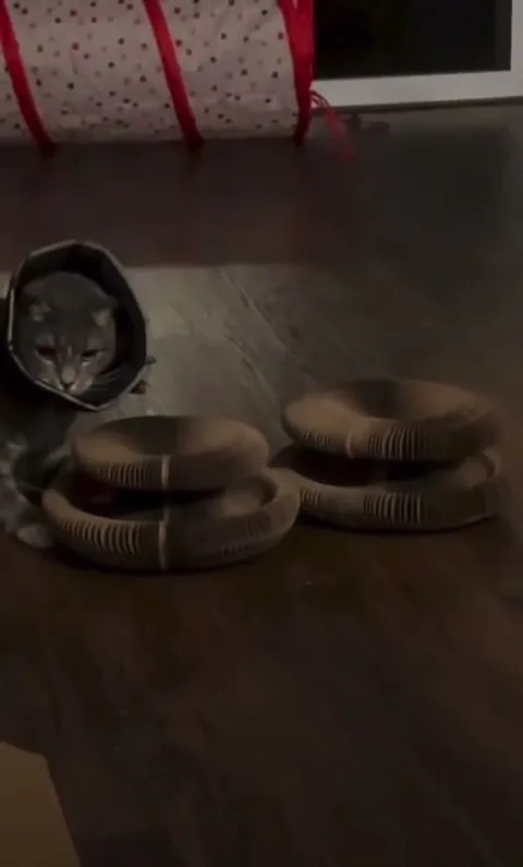 Customer video of a cat playing with Kitty Kurlz
