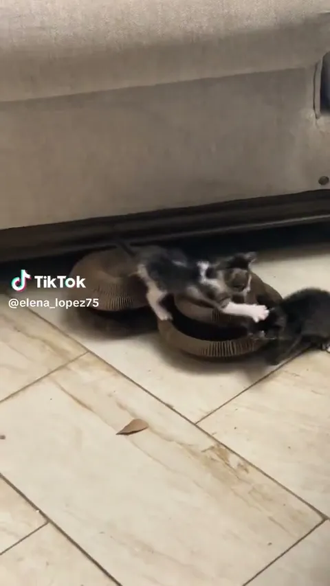 Customer video of a cat playing with Kitty Kurlz