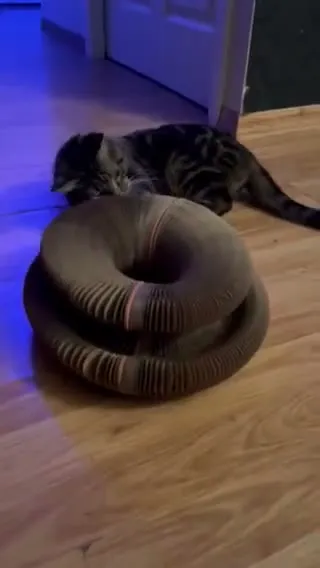 Customer video of a cat playing with Kitty Kurlz