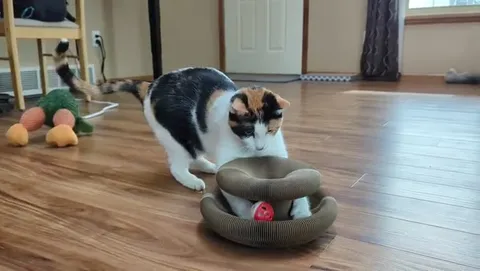 Customer video of a cat playing with Kitty Kurlz