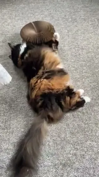Customer video of a cat playing with Kitty Kurlz