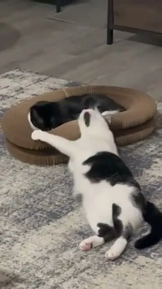 Customer video of a cat playing with Kitty Kurlz