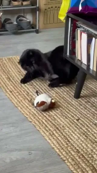 Customer video of a cat playing with Kitty Kurlz